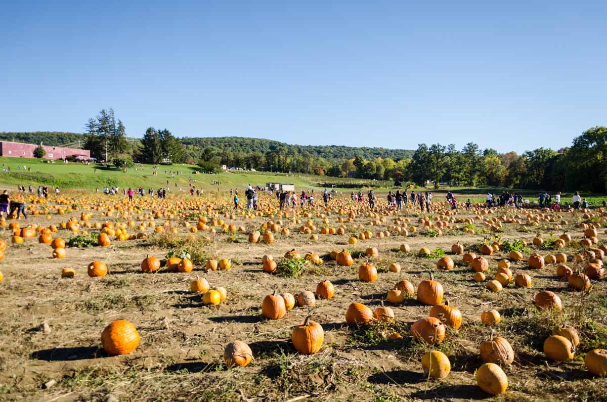 One of the best places to go apple picking near NYC is Fishkill Farms, just a short drive from Beacon. 