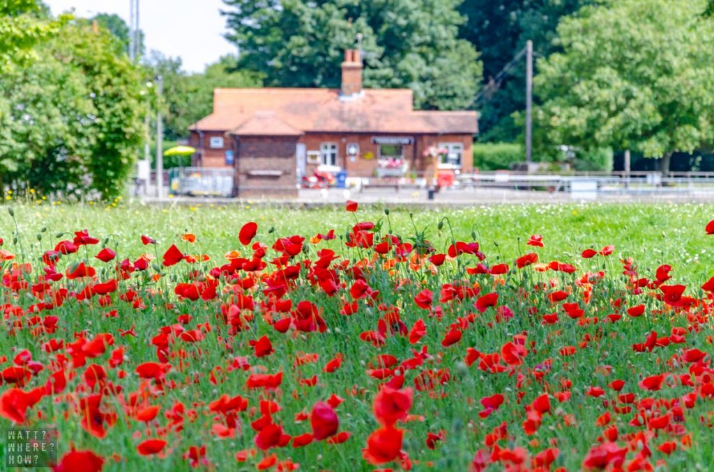 The Fish Slapping Dance was shot across from this beautiful field of red poppies. 