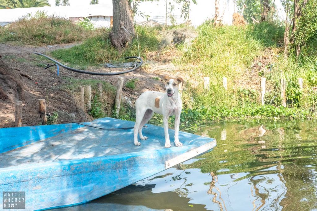 At Xochimilco Mexico City, it literally is every man and his dog. 