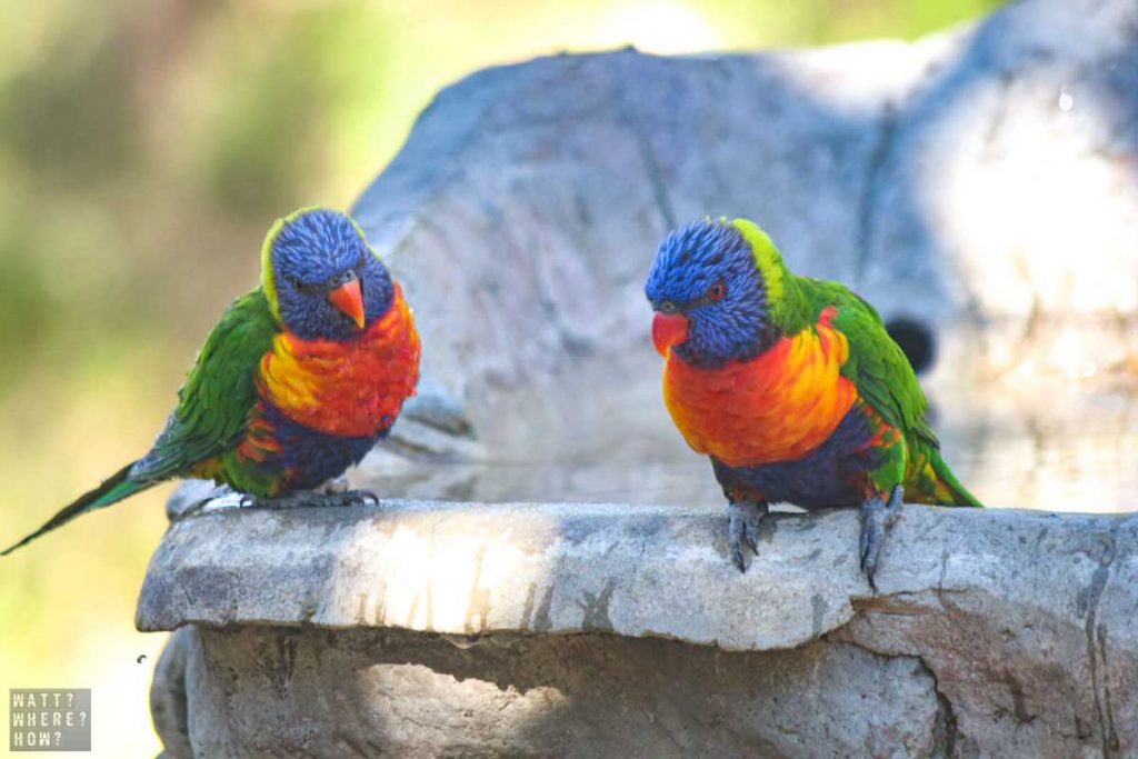 Lone Pine Koala Sanctuary has so much more than cuddly koalas, there's a zoo of Australian parrots, kangaroos, dingoes, and emus. 