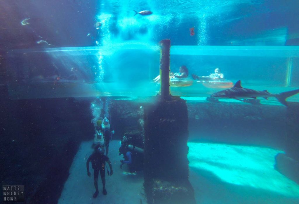 At Atlantis Paradise Island resort, you can swim with sharks or at least walk amongst them