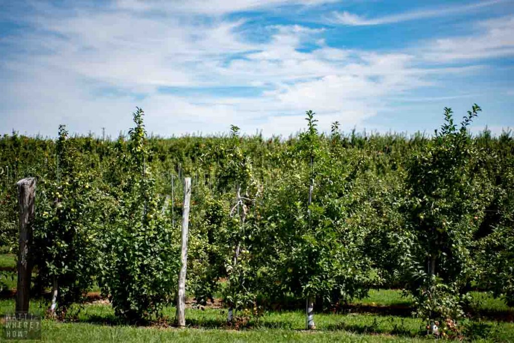 A great place to go peach picking in the Catskills is Boehm Farm. 