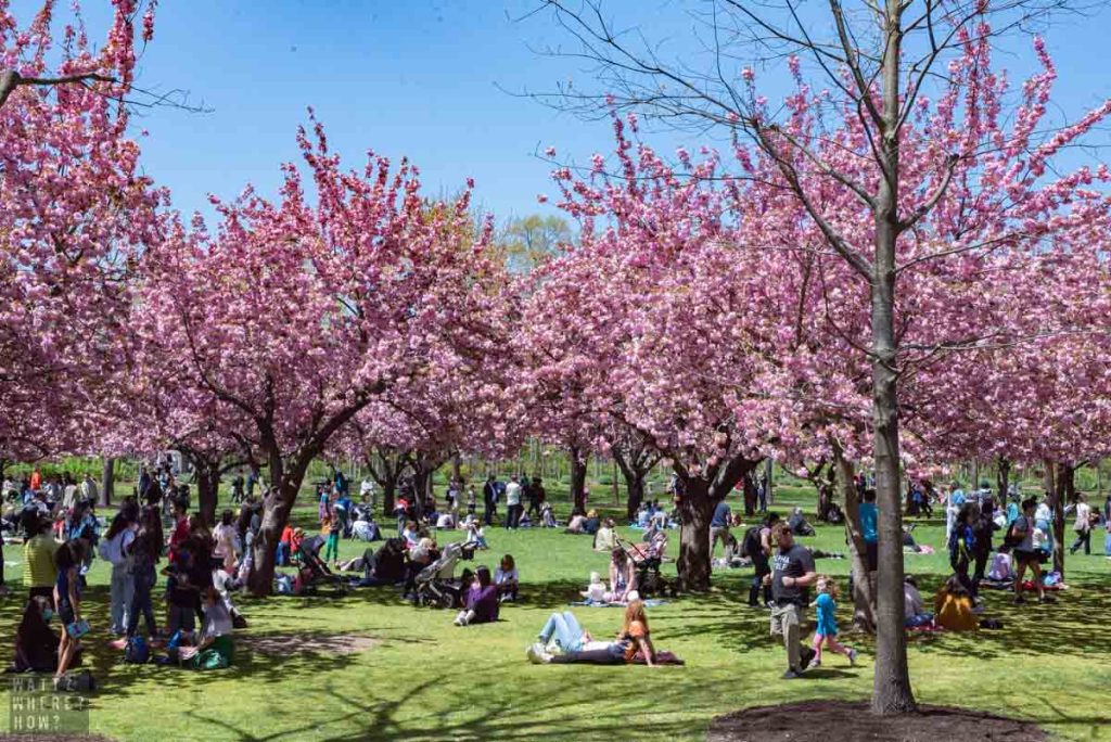 The Brooklyn Cherry Blossom Festival at the Brooklyn Botanic Garden is the first major spring event each year.  