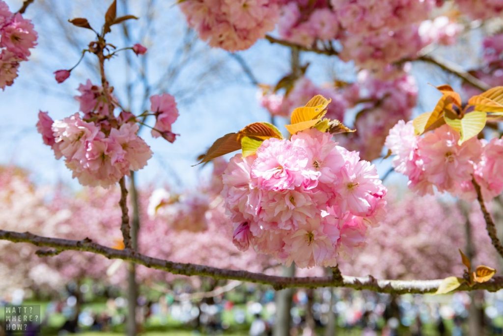 Brooklyn Cherry Blossom Festival 2023