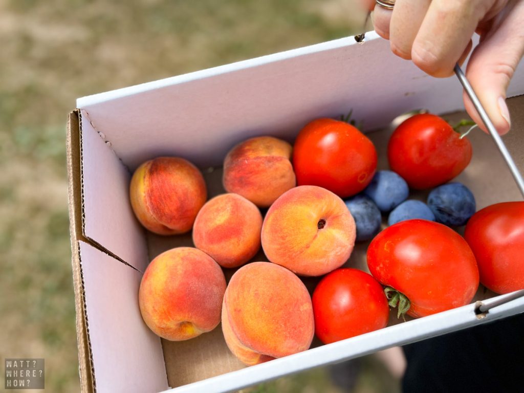 Peaches, plums, and the best tomatoes we've ever tasted - the fruits of our labor at Dubois Farms