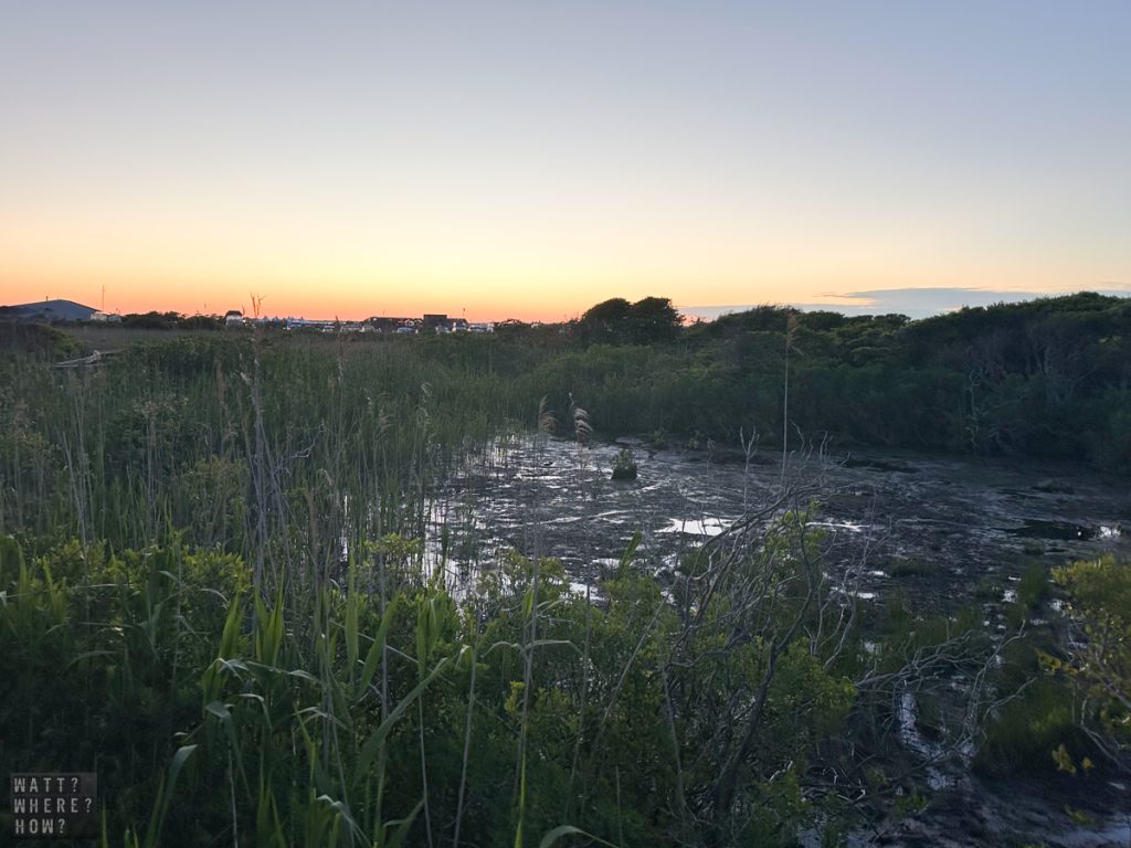 The downside of camping Fire Island is the prevalence of mosquitoes as the campground is adjacent to tidal swamps. 